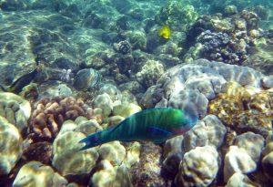 Explore Hawaii: Your Ultimate Travel Guide to Stunning Landscapes, Culture, and Adventure